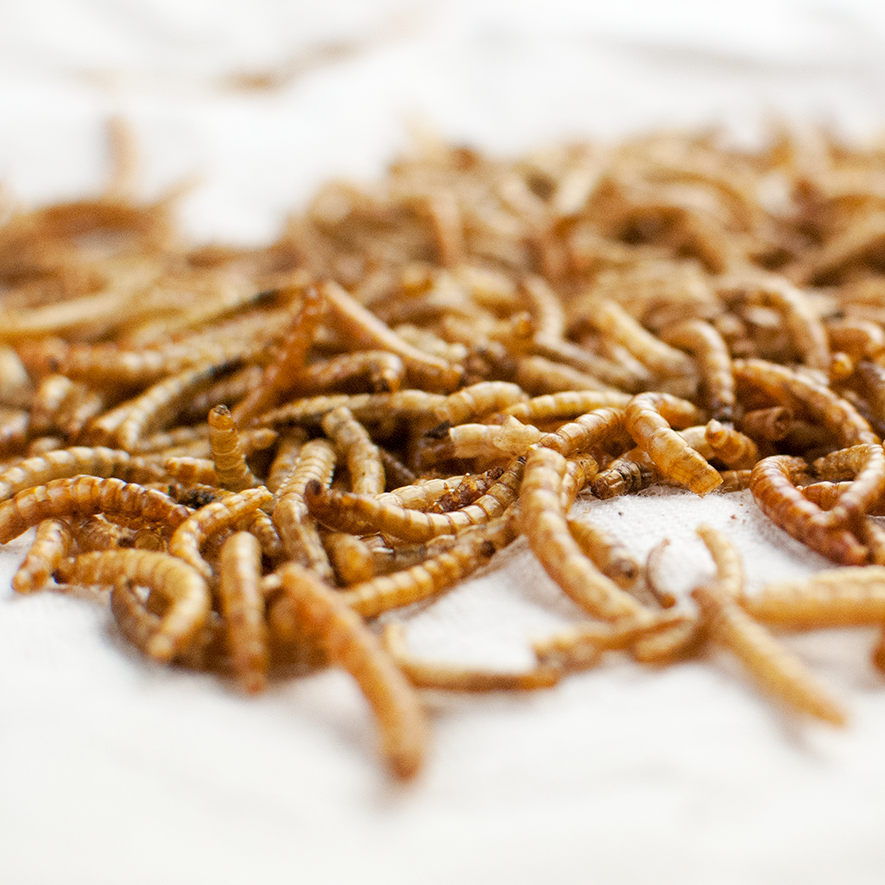 Happy Hen Treats Mealworm Frenzy Discount
