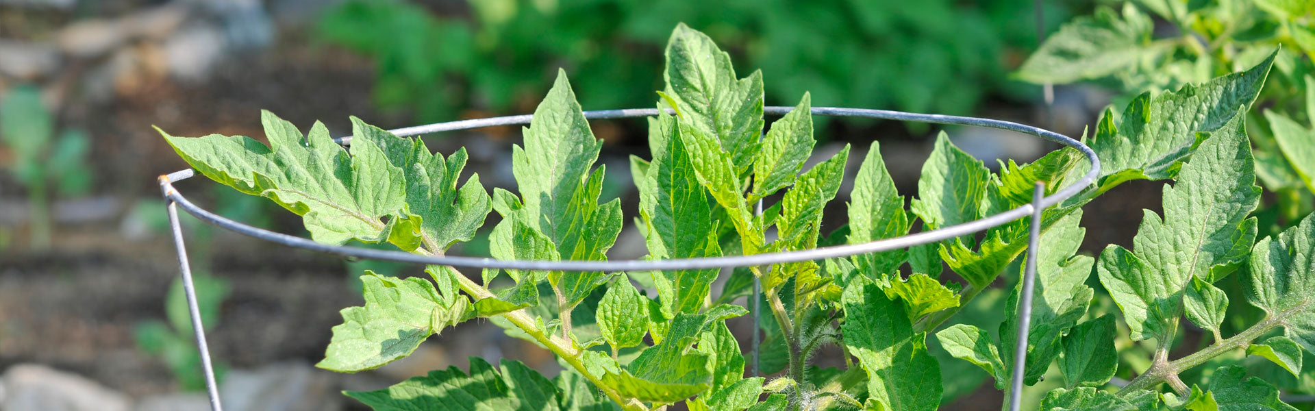 Midwest Plant Support Tomato Cage Online now