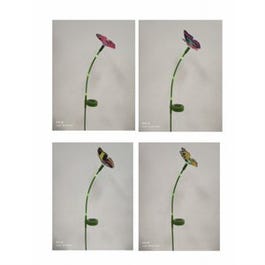 Solar LED Fiber Optic Stake Light, Color-Changing Butterfly Hot on Sale