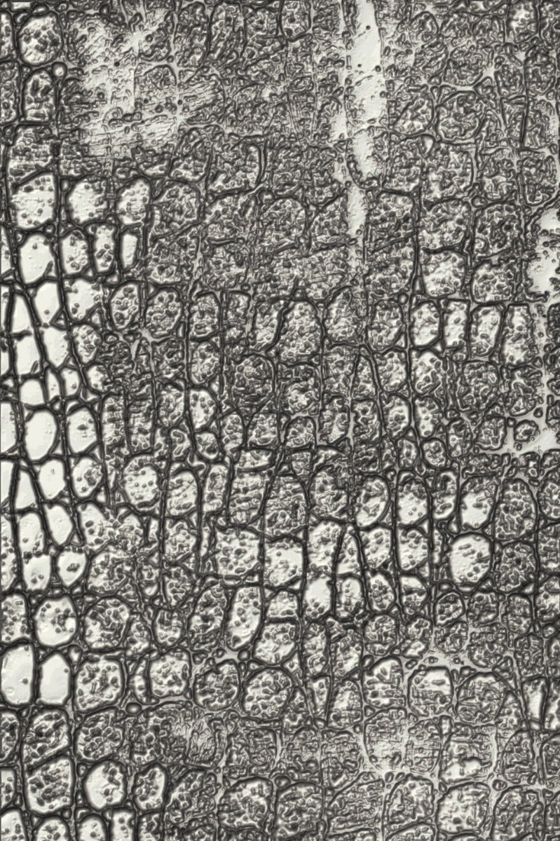 Reptile 3-D Texture Fades Emboss Folder -Tim Holtz- Sizzix on Sale
